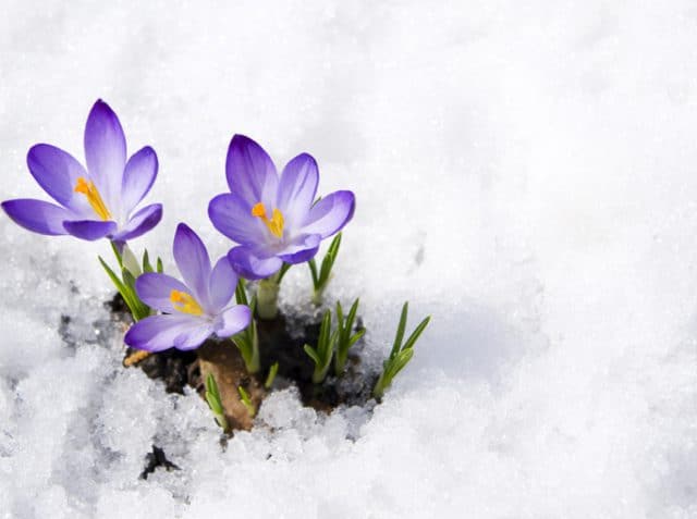 Crocusnaige