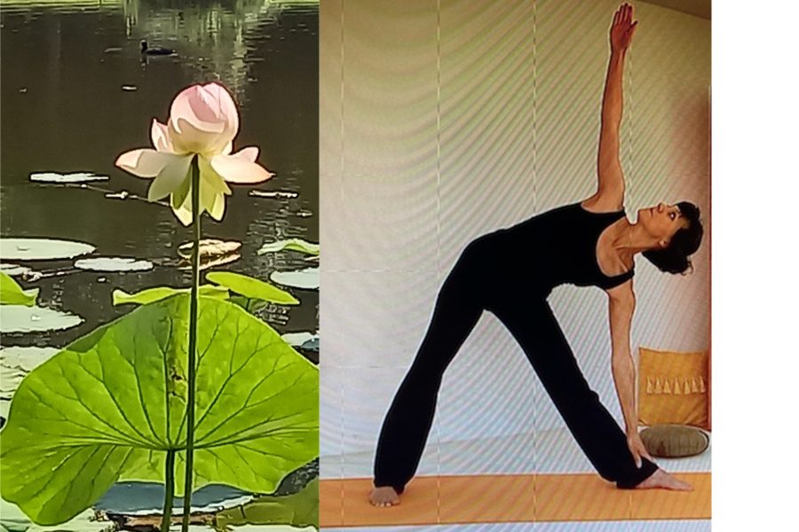 compo laurence et lotus