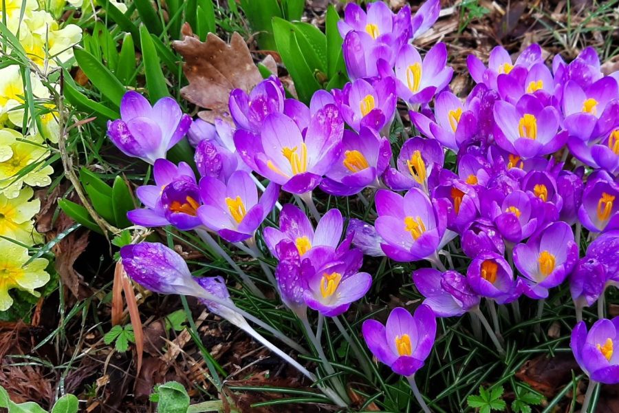 vignette printemps evelyne