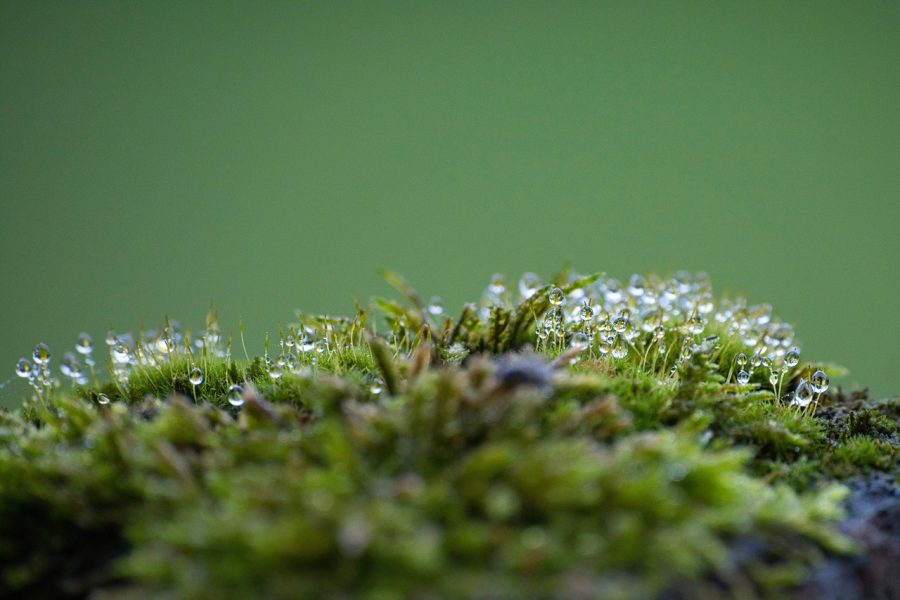 moss 7523796 1280 (1)