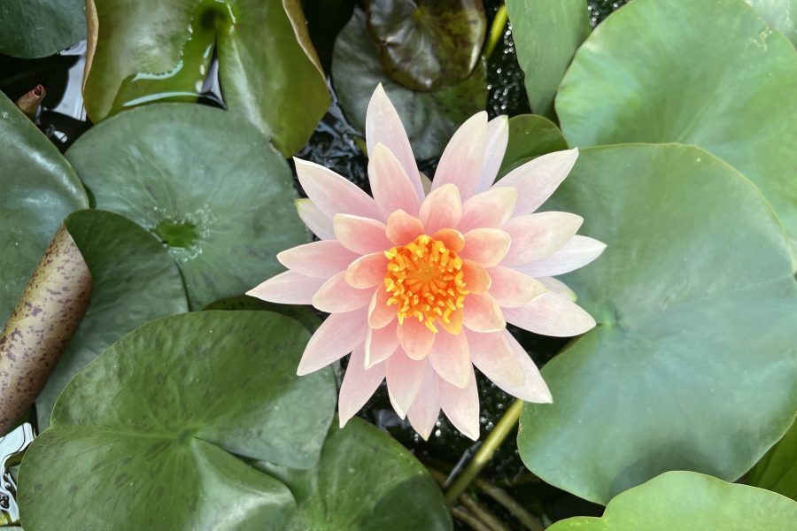Fleur de lotus au milieu de feuilles